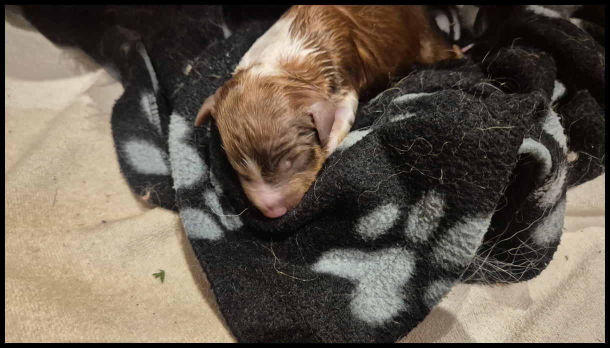 D-Wurf-von-der-Straubenhalde-2025